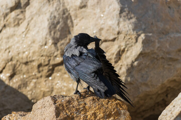 Close-up photo of a crow with yellow rocks in the background