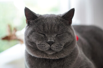 Cat sleeping with close up head shot