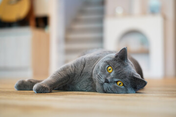 A fat Blue British Shorthair cat is resting on a wooden table.