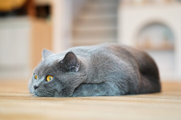 A fat Blue British Shorthair cat is resting on a wooden table.