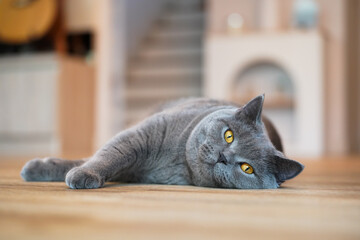 A fat Blue British Shorthair cat is resting on a wooden table.