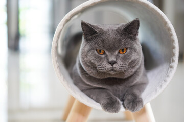 British Shorthair cat lying on furry white cat bed.
