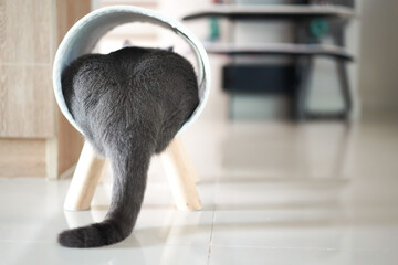 British Shorthair cat lying on furry white cat bed. Cat tail.