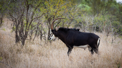 a sable bull in the wild