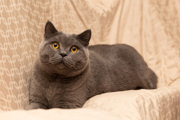 A fat Blue British Shorthair cat is resting on a chair.