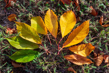 Autumn leaves in all colors, arranged in a circle shape on the grass