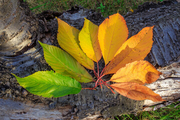 Autumn leaves in flu spectrum colors, arranged in circle on tree branch