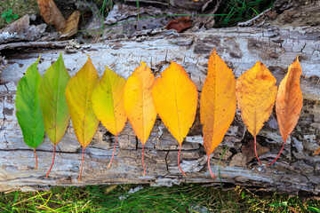 Rainbow colors of autumn leaves, arranged in line on old tree log
