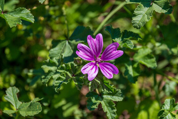 Herb Malva sylvestris - Mallow. Purple plant on green background