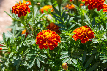Herb Marigold - Tagetes. Orange - Yellow flower with green leaves