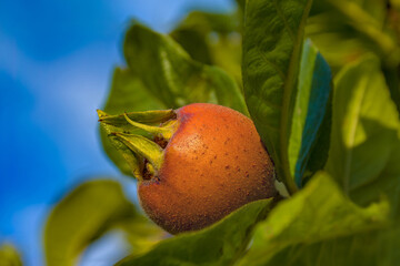 Ripe Medlar fruit - Mespilus germanica, between the leaves, close-up