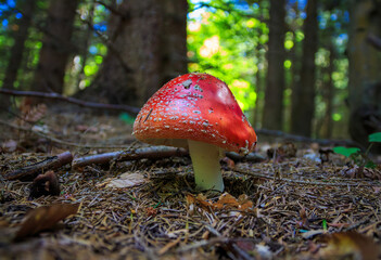 Poisonous mushroom Red Ffly Agaric - Amanita muscaria, in mountain forest, natural light. Toadstool