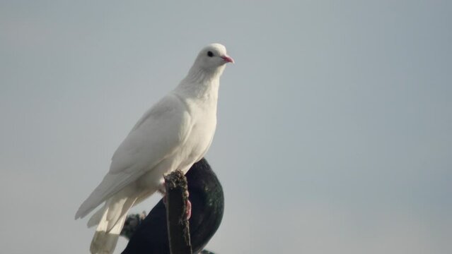 thoroughbred beautiful white dove against the sky, close-up