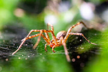 Spider