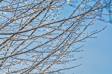 Ice glazed tree branches in sun light on blue sky background