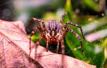Spider