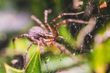 Spider