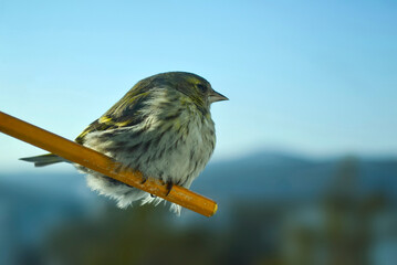 Siskin bird photo.