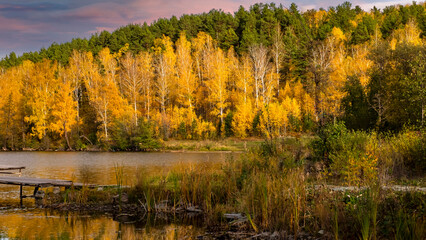 Woodland golden trees