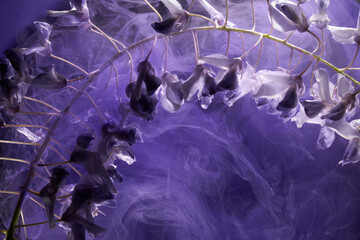Abstract purple lilac background with flowers and paints in water. Backdrop for perfume, cosmetic products