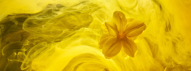 Abstract yellow background with flowers and paints in water. Backdrop for perfume, cosmetic products