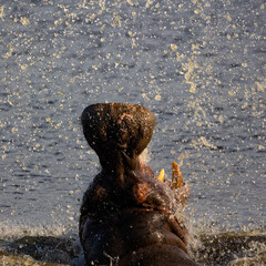 Hippo bull dominance displayed in the water