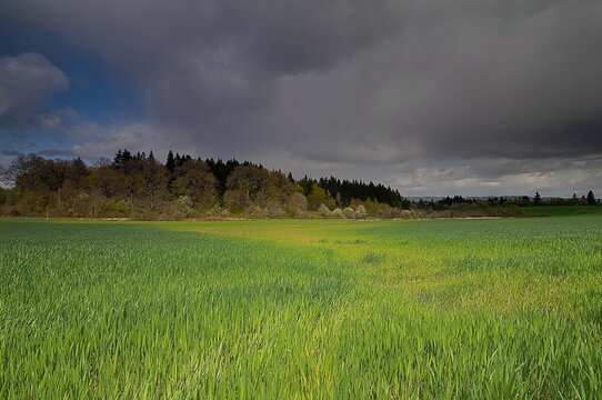 Green Field With Forest And A Cloudy Sky In Washington County, Oregon