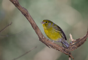 Atlantic canary Serinus canaria. Male. The Nublo Rural Park. Tejeda. Gran Canaria. Canary Islands. Spain.