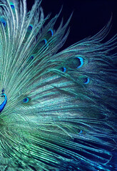 Obraz premium beautiful peacock with shiny feather