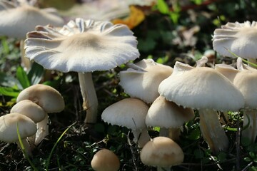 scaly-shield Mushroom