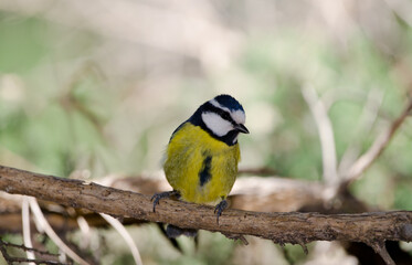 Obraz premium African blue tit Cyanistes teneriffae hedwigii. The Nublo Rural Park. Tejeda. Gran Canaria. Canary Islands. Spain.