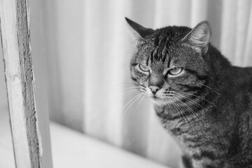 Portrait of a cat with a displeased face. black and white