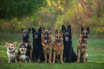 group of german shepherd dogs