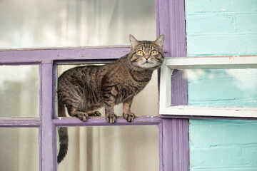 Tabby cat sits in the open window of a rural house
