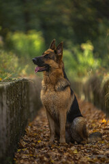 german shepherd dog on grass