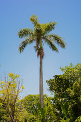 Fototapeta premium Palm in Florida are very tall 