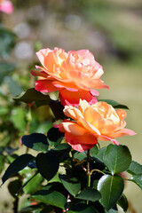 バラ「スヴニール・ドゥ・アンネフランク」　Rose 'Souvenir d’Anne Frank'