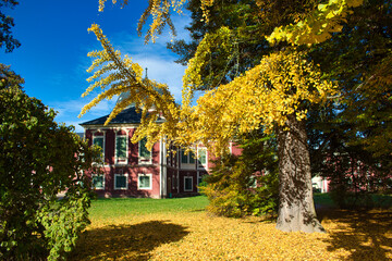 Ginkgo biloba tree in autumn time under blue sky. Veltrusy  Chateau in background. Czech Republic.