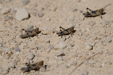 Nymphs of Moroccan locust Dociostaurus maroccanus. Cruz de Pajonales. Integral Natural Reserve of Inagua. Tejeda. Gran Canaria. Canary Islands. Spain.