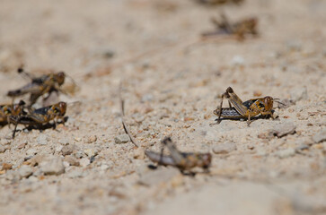 Nymphs of Moroccan locust Dociostaurus maroccanus. Cruz de Pajonales. Integral Natural Reserve of Inagua. Tejeda. Gran Canaria. Canary Islands. Spain.