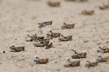 Nymphs of Moroccan locust Dociostaurus maroccanus. Cruz de Pajonales. Integral Natural Reserve of Inagua. Tejeda. Gran Canaria. Canary Islands. Spain.