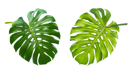 Tropical leaf, Green monstera plant Isolated on transparent background - obrazy, fototapety, plakaty