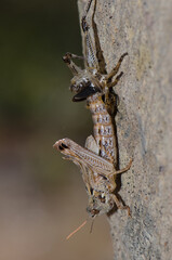 Nymph of Moroccan locust Dociostaurus maroccanus in the molting process. Pajonales. Reserve of Inagua. Tejeda. Gran Canaria. Canary Islands. Spain.