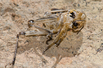 Molt of a nymph of Moroccan locust Dociostaurus maroccanus. Cruz de Pajonales. Natural Reserve of Inagua. Tejeda. Gran Canaria. Canary Islands. Spain.