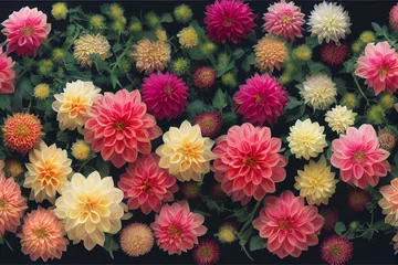 Foto op Canvas Red white Dahlia flowers with rain drops, top view wallpaper background. Colorful dahlia flowers, wallpaper backdrop. Blossoming dahlias bloom © Pixel Park