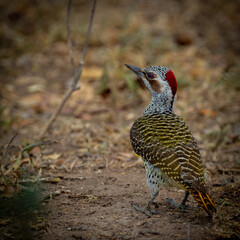 a bennett's woodpecker on the ground close up