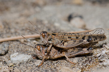 Copula of Moroccan locusts Dociostaurus maroccanus. Pajonales. Integral Natural Reserve of Inagua. Tejeda. Gran Canaria. Canary Islands. Spain.