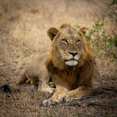 a Male lion close up