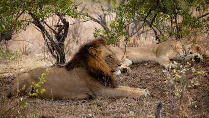 Big male lion and lioness