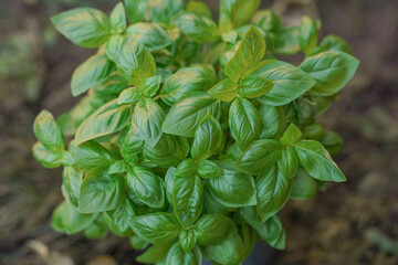 Fresh juicy greens, vegetarian food, slimming food, fitness diet, greens rich in vitamins, diabetic diet, delicious and healthy food, spicy seasoning for your dishes, exquisite aromas